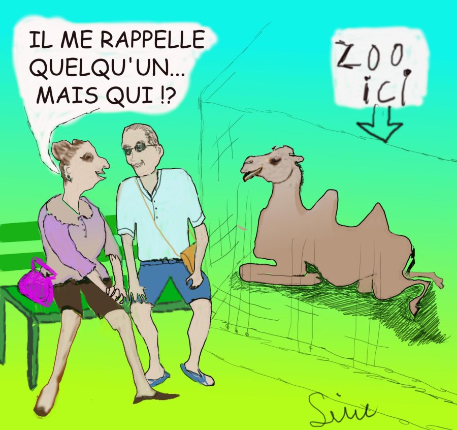 BD : Zoo : Chameau