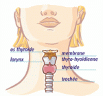 Glande thyrode